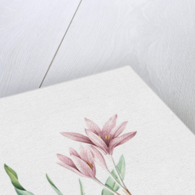 Colchicum variegatum, Colchique tacheté; Greek Autumn-Crocus by Pierre Joseph Redouté