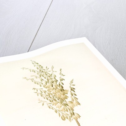 Yucca filamentosa, Yucca a filaments; Adams-needle (enlarged) by Pierre Joseph Redouté