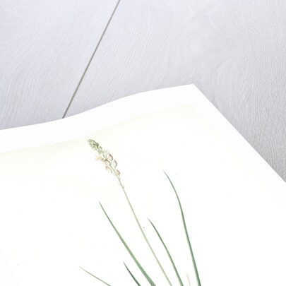 Ornithogalum tenuifolium, Ornithogalum graminifolium; Ornithogale à feuilles étroites, Rush-leaved Star of Bethlehem by Pierre Joseph Redouté