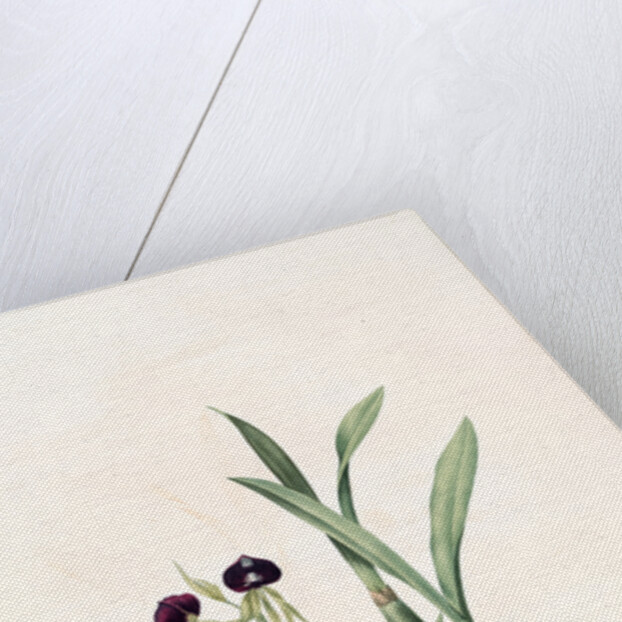 Epidendrum cochleatum, Ail à fleurs pendantes, Clamshell Orchid by Pierre Joseph Redouté