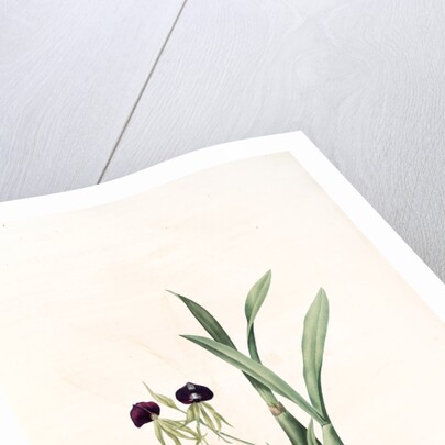 Epidendrum cochleatum, Ail à fleurs pendantes, Clamshell Orchid by Pierre Joseph Redouté