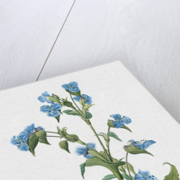 Commelina tuberosa, Commelina coelestis Comméline tubérose; Day-flower by Pierre Joseph Redouté