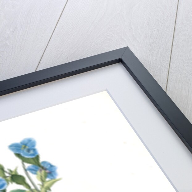 Commelina tuberosa, Commelina coelestis Comméline tubérose; Day-flower by Pierre Joseph Redouté