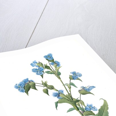 Commelina tuberosa, Commelina coelestis Comméline tubérose; Day-flower by Pierre Joseph Redouté