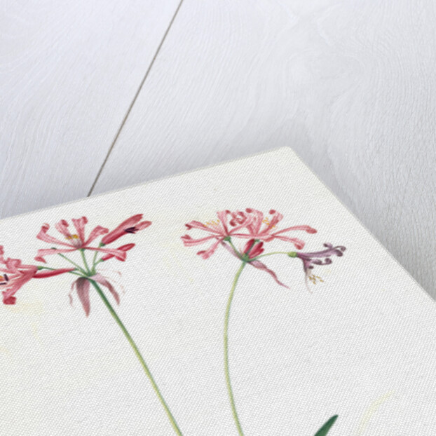 Amaryllis humilis, Nerine humilis; Amaryllis peu èlevèe, Nerine Lily by Pierre Joseph Redouté