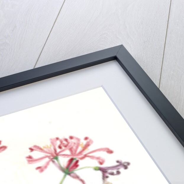 Amaryllis humilis, Nerine humilis; Amaryllis peu èlevèe, Nerine Lily by Pierre Joseph Redouté