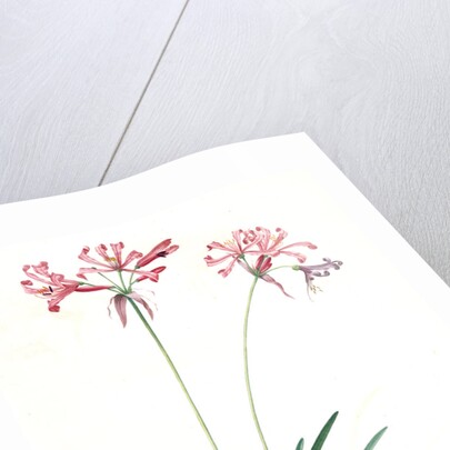 Amaryllis humilis, Nerine humilis; Amaryllis peu èlevèe, Nerine Lily by Pierre Joseph Redouté