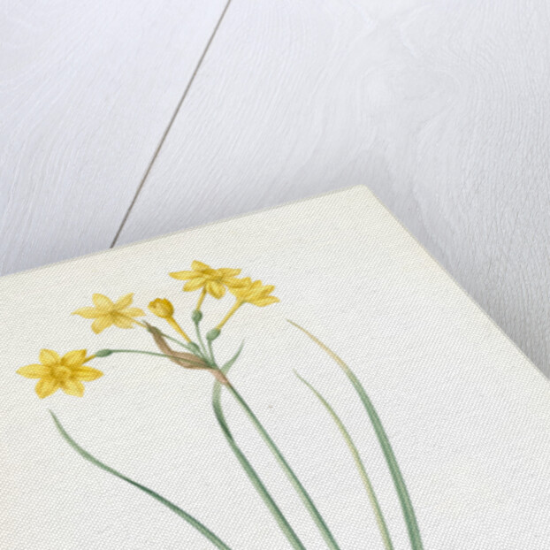 Narcissus jonquilla, Narcissus Jonquilla; Narcisse jonquille; Jonquil by Pierre Joseph Redouté