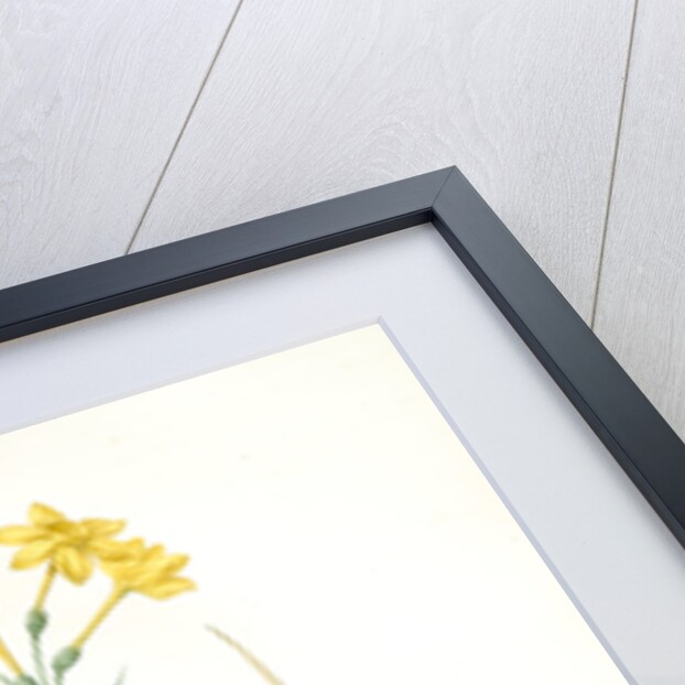 Narcissus jonquilla, Narcissus Jonquilla; Narcisse jonquille; Jonquil by Pierre Joseph Redouté