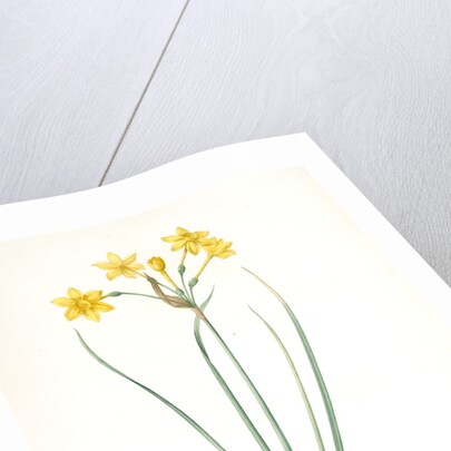 Narcissus jonquilla, Narcissus Jonquilla; Narcisse jonquille; Jonquil by Pierre Joseph Redouté