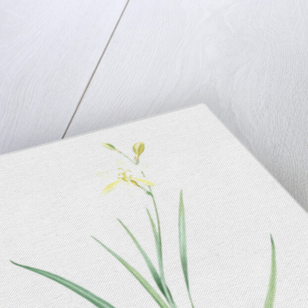 Ixia anemonae flora, Sparaxis bulbifera; Ixia fleur d'anémone, Wand flower by Pierre Joseph Redouté