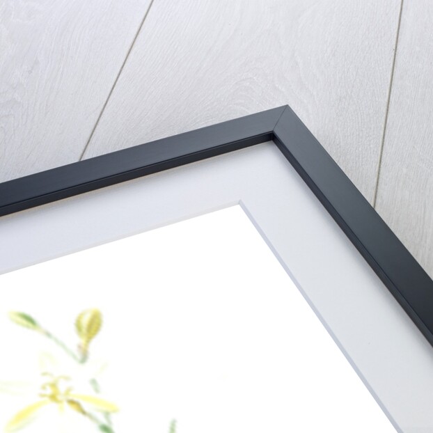 Ixia anemonae flora, Sparaxis bulbifera; Ixia fleur d'anémone, Wand flower by Pierre Joseph Redouté