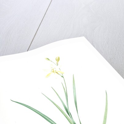 Ixia anemonae flora, Sparaxis bulbifera; Ixia fleur d'anémone, Wand flower by Pierre Joseph Redouté