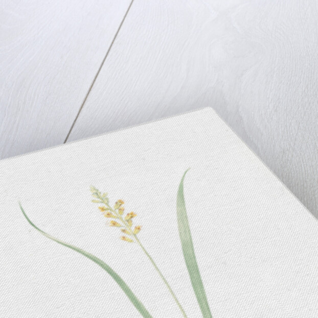 Lachenalia pallida, Lachanale pâle, Cape Cowslips by Pierre Joseph Redouté