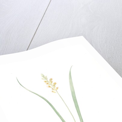 Lachenalia pallida, Lachanale pâle, Cape Cowslips by Pierre Joseph Redouté