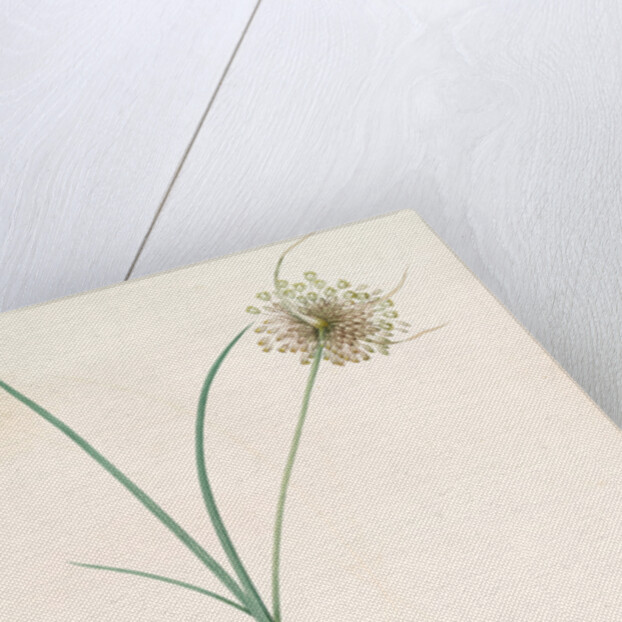 Allium longispathum, Allium paniculatum; Ail à longues spathes by Pierre Joseph Redouté