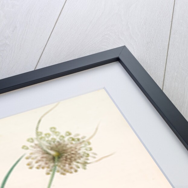 Allium longispathum, Allium paniculatum; Ail à longues spathes by Pierre Joseph Redouté