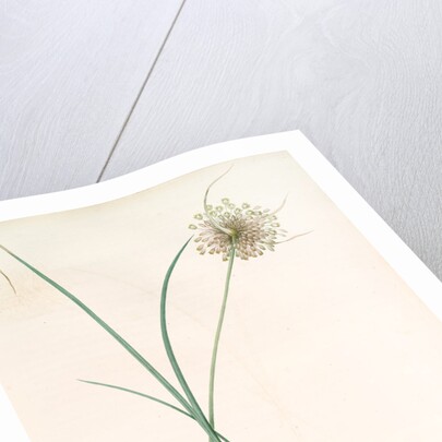 Allium longispathum, Allium paniculatum; Ail à longues spathes by Pierre Joseph Redouté