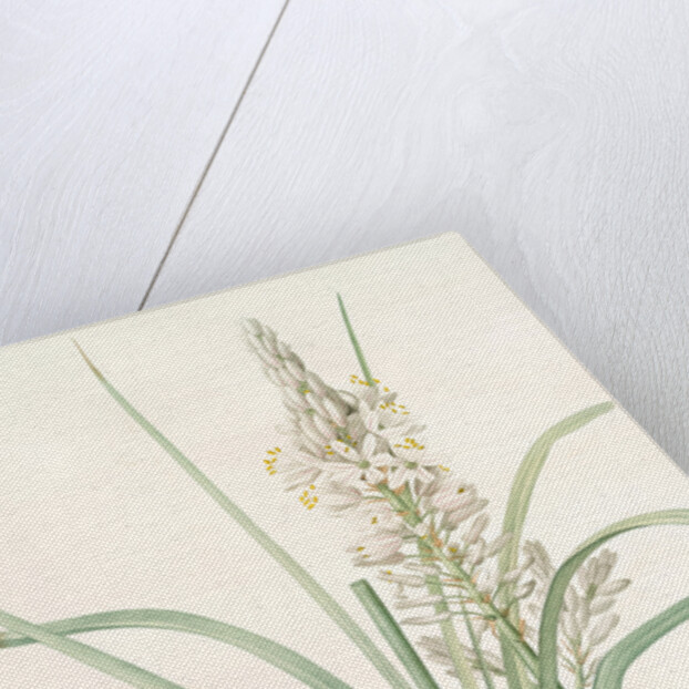 Asphodelus ramosus, Ashpodèle rameux, king's spear; royal staff; white asphodel; branched asphodel by Pierre Joseph Redouté