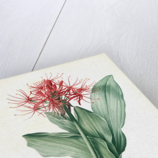 Haemanthus multiflorus, Hémanthe multiflore; Fireball lily by Pierre Joseph Redouté
