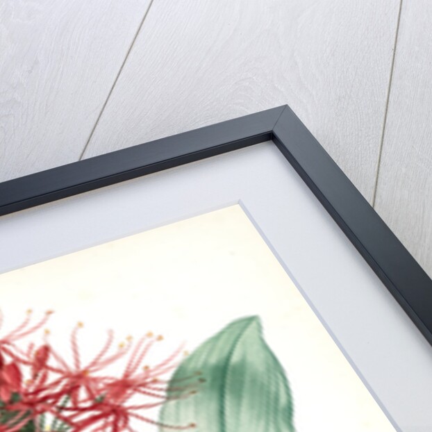 Haemanthus multiflorus, Hémanthe multiflore; Fireball lily by Pierre Joseph Redouté