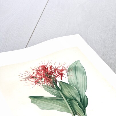 Haemanthus multiflorus, Hémanthe multiflore; Fireball lily by Pierre Joseph Redouté