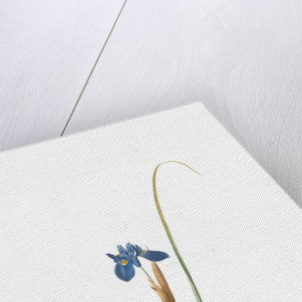 Iris Sisyrinchium, Iris double-bulbe by Pierre Joseph Redouté