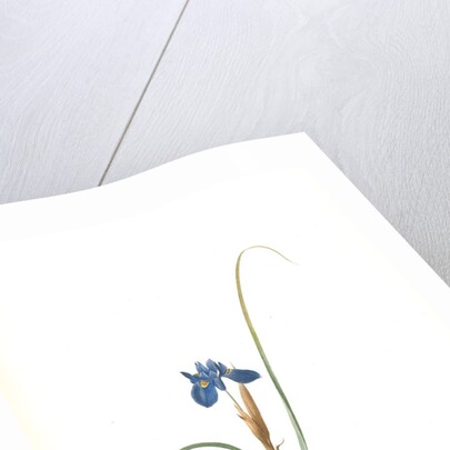Iris Sisyrinchium, Iris double-bulbe by Pierre Joseph Redouté