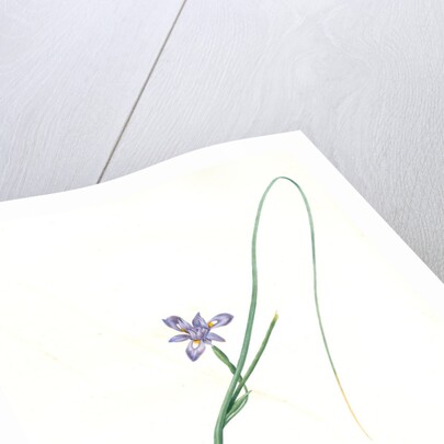 Iris Sisyrinchium, Iris double-bulbe à fleurs violet pâle, Spanish nut by Pierre Joseph Redouté