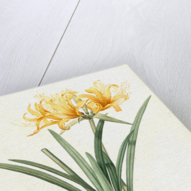 Amaryllis aurea, Lycoris aurea; Amaryllis dorée; Golden Spider Lily, Golden hurricane lily by Pierre Joseph Redouté