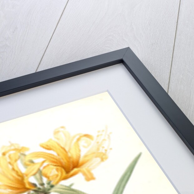 Amaryllis aurea, Lycoris aurea; Amaryllis dorée; Golden Spider Lily, Golden hurricane lily by Pierre Joseph Redouté