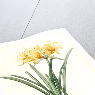 Amaryllis aurea, Lycoris aurea; Amaryllis dorée; Golden Spider Lily, Golden hurricane lily by Pierre Joseph Redouté