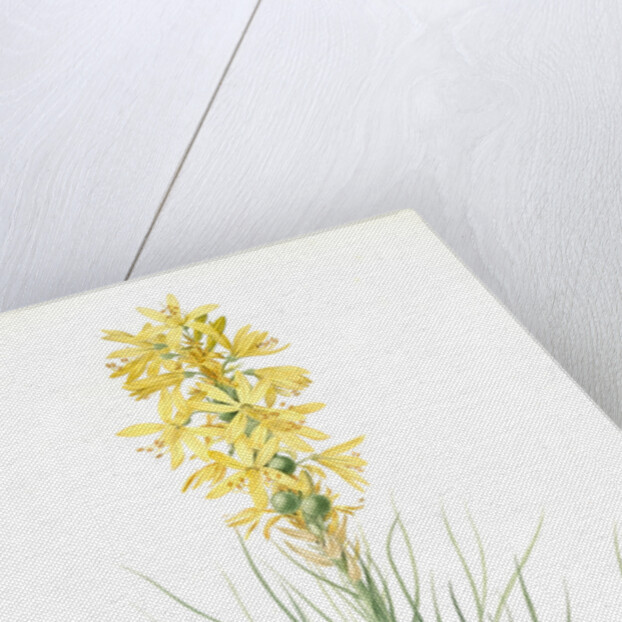 Asphodelus luteus, Asphodeline lutea; King's spear, Yellow asphodel; Jacob's rod by Pierre Joseph Redouté