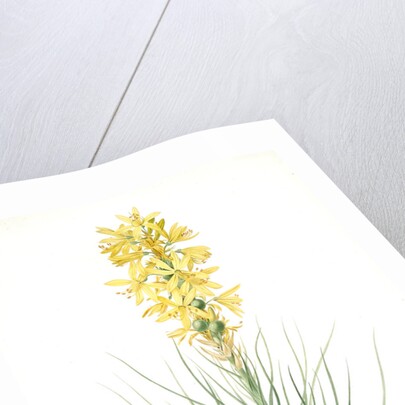 Asphodelus luteus, Asphodeline lutea; King's spear, Yellow asphodel; Jacob's rod by Pierre Joseph Redouté