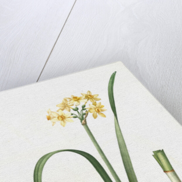 Narcissus intermedius, Narcisse intermédiaire (signed) by Pierre Joseph Redouté