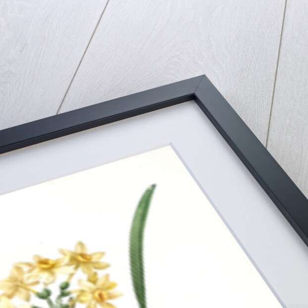 Narcissus intermedius, Narcisse intermédiaire (signed) by Pierre Joseph Redouté