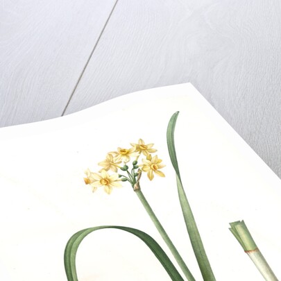 Narcissus intermedius, Narcisse intermédiaire (signed) by Pierre Joseph Redouté