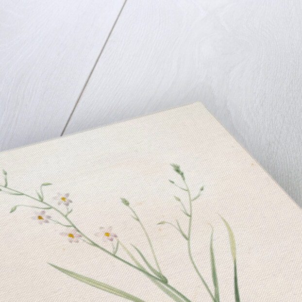 Cyanella capensis, Cyanelle du Cap, Lady's hand by Pierre Joseph Redouté