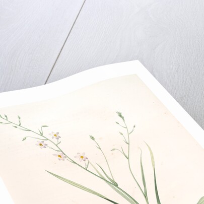 Cyanella capensis, Cyanelle du Cap, Lady's hand by Pierre Joseph Redouté