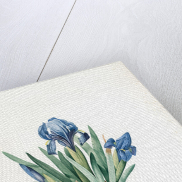 Iris pumila floribus cæruleis, Iris naine à fleurs bleus by Pierre Joseph Redouté