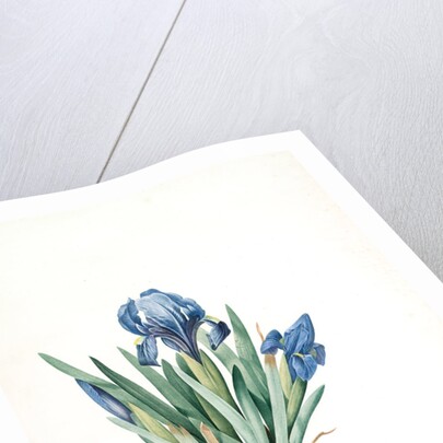 Iris pumila floribus cæruleis, Iris naine à fleurs bleus by Pierre Joseph Redouté