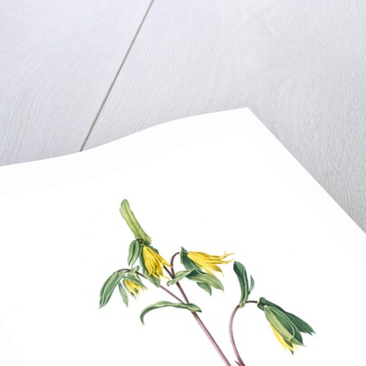 Uvularia perfoliata, Uvulaire perfolièe, Bellwort; Wild Oats; Merry-bells by Pierre Joseph Redouté