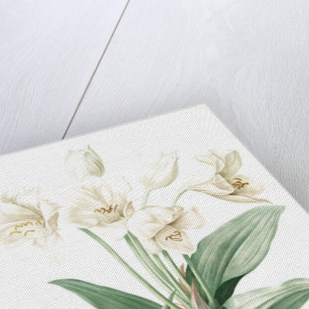 Crinum giganteum, Crinum gèant; Giant Spider Lily by Pierre Joseph Redouté