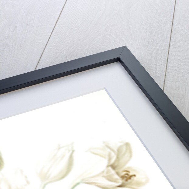 Crinum giganteum, Crinum gèant; Giant Spider Lily by Pierre Joseph Redouté