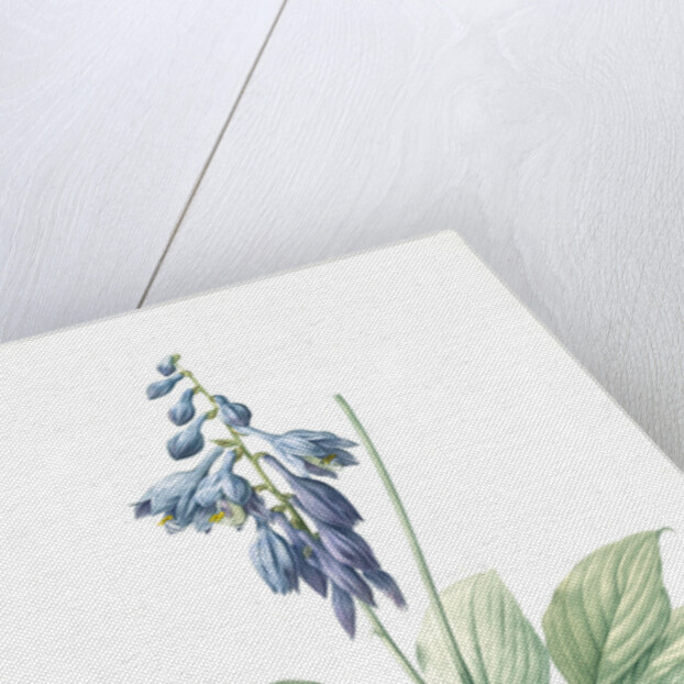 Hemerocallis Caerulea, Hosta caerulea; Hémérocalle bleue, Dark blue Plantain Lily by Pierre Joseph Redouté