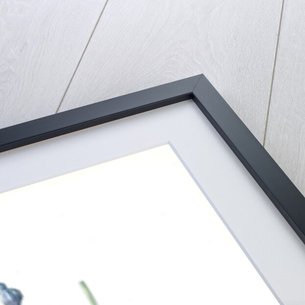 Hemerocallis Caerulea, Hosta caerulea; Hémérocalle bleue, Dark blue Plantain Lily by Pierre Joseph Redouté