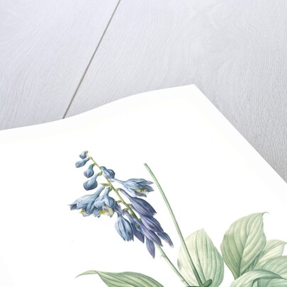Hemerocallis Caerulea, Hosta caerulea; Hémérocalle bleue, Dark blue Plantain Lily by Pierre Joseph Redouté