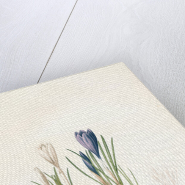Crocus vernus, Safran priiiintanier; Spring crocus by Pierre Joseph Redouté