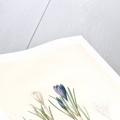 Crocus vernus, Safran priiiintanier; Spring crocus by Pierre Joseph Redouté