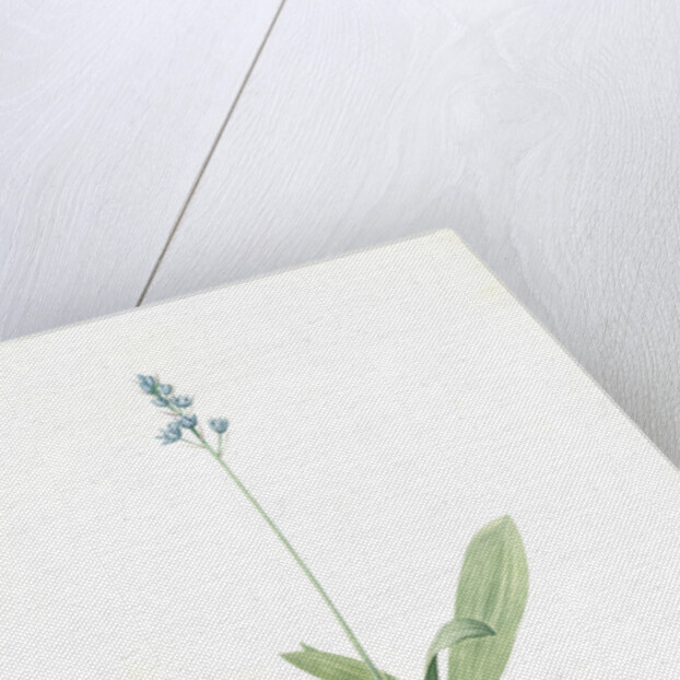 Scilla Lilio-hyacinthus, Scilla fausse-jacinthe, Read hyacinth by Pierre Joseph Redouté